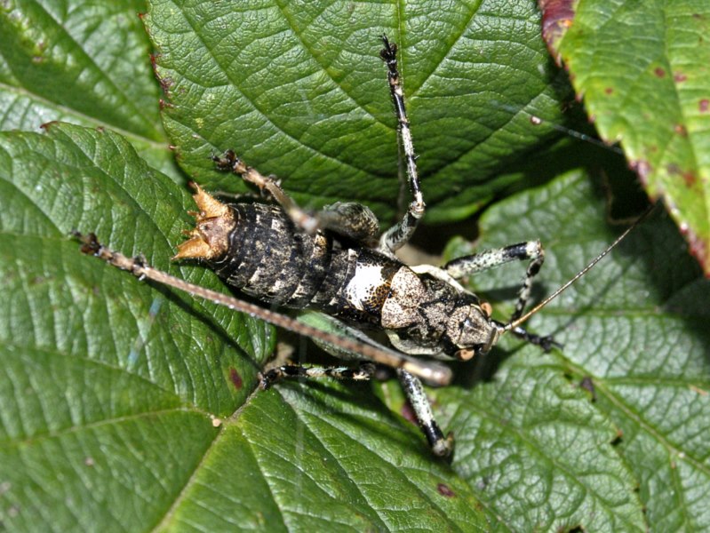 Un ortottero attero da determinare